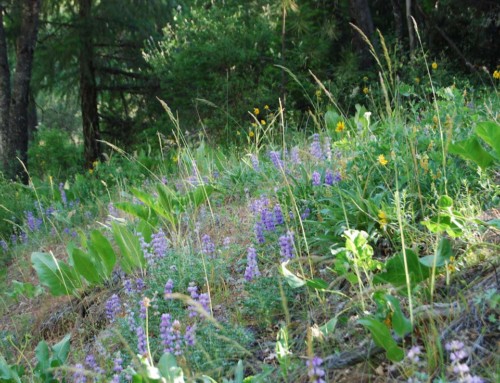 Flowers on hill side